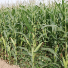 Un campo cultivado de maíz
