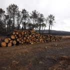 Al apeo de árboles sigue la preparación del terreno para la reforestación.