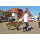 Un momento del concurso de mastines disputado el domingo.