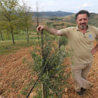 Víctor Arroyo, que también es viticultor y bodeguero, en la plantación de 1.200 olivos.