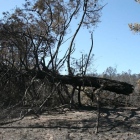 Un pino singular de más de 200 años en Tabuyo, arrasado por el incendio de Castrocontrigo.