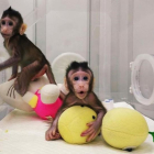 Los dos macacos recién nacidos en China.