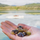 Las especies invasoras afectan fundamentalmente a los ecosistemas de agua dulce. townsed