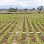 La provincia cuenta en estos momentos con 3.830 hectáreas sembradas. MARCIANO PÉREZ