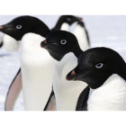 Pingüinos adelaida.