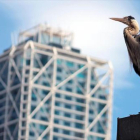 Una garza real se recorta en el cielo con el Hotel Arts al fondo.