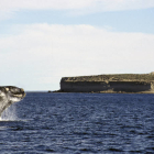 Imagen de una ballena en la Patagonia argentina. Avampini - V&W