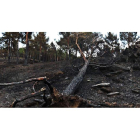Los alcaldes de las zonas afectadas por el incendio estiman que la superficie total que ha sido afectada por las llamas supera las 10.000 hectáreas. RAMIRO J. LÓPEZ