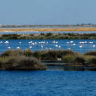 Doñana está en peligro, hasta las aves se han dado a la fuga de este refugio único, el mayor espacio protegido del sur de Europa. EFE