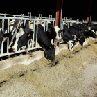 La volatilidad de los precios, principal preocupación de los productores