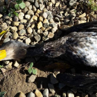 Cormorán grande abatido en la zona del bajo Esla.