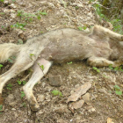 El lobo joven que descubrió el pedáneo de Tejeira se había arrastrado hasta un arroyo para beber cuando se sintió mal. DL