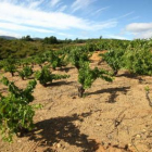 La ayuda da prioridad a los viticultores más viejos.