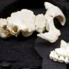 Parte del cráneo encontrado en las últimas campañas y que, se cree, perteneció a una mujer joven