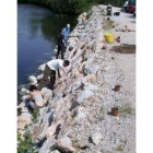Los voluntarios introdujeron los brotes entre las rocas de la escollera