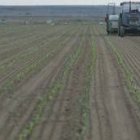 Zonas de cultivo de regadío, en la vega leonesa del Esla