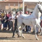 Un elegante trote de la exhibición de doma ecuestre que se ofreció ayer en Gordoncillo.