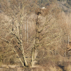 La conservación de los bosques es un objetivo fundamental por su capacidad de regeneración del aire y en general del Planeta. MARCIANO PÉREZ