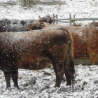 Las vacas soportan la nevada junto al heno, ayer en Senra.