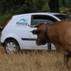 Un veterinario de Avescal, durante una campaña de saneamiento ganadero.