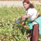 Imagen de una trabajadora extranjera durante una vendimia en la provincia. NORBERTO