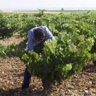 Viñeos en la denominación de origen Toro. MIRIAM MONTESINOS