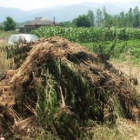 La marihuana aprehendida se encontraba ya cortada, como en la foto