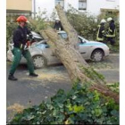 Un bombero trata de cortar el árbol caído sobre un coche en Alemania