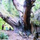 SERVICIO TERRITORIAL DE MEDIO AMBIENTE