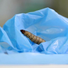 Una larva de la polilla de la cera sobre una bolsa de poliestireno de baja densidad, en un experimento del CSIC. Los investigadores han comprobado su gran capacidad para degradar el duro plástico.