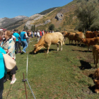 Los mejores ejemplares de vacuno y equino se dieron cita ayer en la feria de la montaña. PLANILLO