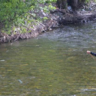 Un pescador en el río Meruelo a su paso por Molinaseca, en una imagen de archivo.