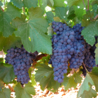 Racimos de uva en una cepa de Prieto Picudo dispuesta en espaldera en una viña de Valdevimbre. DO LEÓN