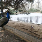 Pavos reales en el parque de Quevedo