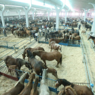 Nave principal del mercado nacional de ganado durante una de las ferias de San Juan