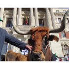 Unos 700 ganaderos de toda España se concentraron ayer frente al Ministerio de Agricultura en Madrid. JUAN JAVIER RÍOS