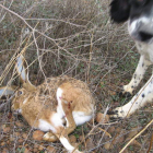 Un perro se cobra una liebre en la zona de Tierra de Campos.