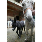 Benavides de Órbigo acogió el primer nacimiento de burro zamorano- leonés en los últimos años