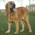 Balak de Tierra de Órbigo fue campeón de España el año pasado.