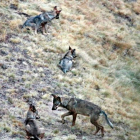 Ejemplares de lobo en Riaño