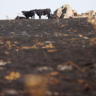 Ganado en la zona afectada por el incendio forestal entre Navalacruz y Cepeda de la Mora. JUAN CARLOS HIDALGO