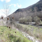 Aspecto que presenta la zona del río Sil a encauzar a su paso por Flores del Sil.