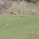 Imagen de las vacas de Mario Rivas y su madre en la finca 296 de San Miguel. AAT