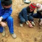 Un grupo de arqueólogos limpiando huesos de represaliados en una fosa común localizada en Priaranza