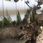 Exposición de diversos animales de caza.