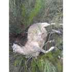 Una de las ovejas víctimas del ataque. DL
