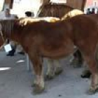 Feria de ganado de Riaño