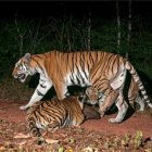 Dos cachorros de tigre, acompañados por su madre, en un parque natural de Tailandia.