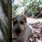 Un perro en un hogar de animales en Argentina. JUAN IGNACIO RONCORONI