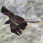 El macho llamado Biziele, soltado en julio, sobrevuela perfectamente adaptado, Picos de Europa.